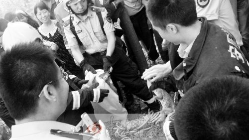 1米长鳄鱼藏身安阳街头树丛 与小狗街头掐架